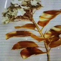 شرکت پخش پرده زبرا 2سانتی