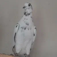 کبوتر غریب گیری