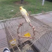 عروس هلندی با قفس