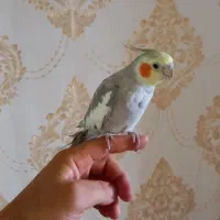 عروس هلندی نر