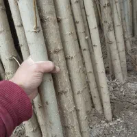 مرکز فروش نهال بندار صنوبر در اردبیل