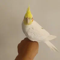 عروس هلندی نر