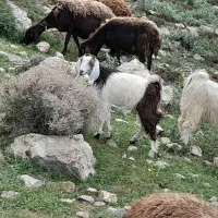 ۲ عدد بزغاله سالم