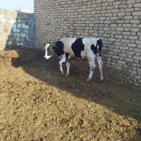 گاو. 2راس گوساله نر