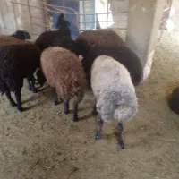 بره بالای ۴۰ تا ۷۰ کیلو