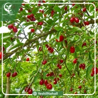 زغال اخته اعلا قره داغ(آذربایجان)