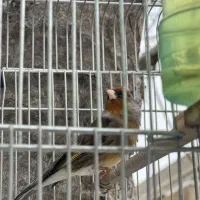 فروش  سره و سره قناری بخون