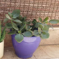 گل کالانکوئه