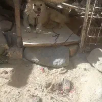 سگ پاکوتاه