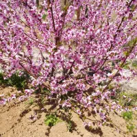 باغ-جاده-ونایی