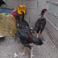 مرغ و خروس جوجه