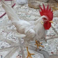 خروس