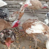 خروس لاری و بوقلمو زیرقیمت
