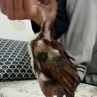 جوجه لاری ۲ماه