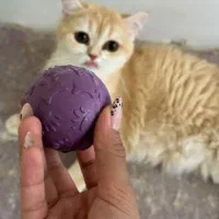 گربه ماده بریتیش