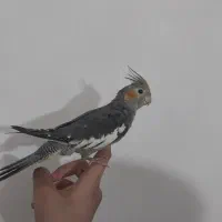 عروس هلندی سخنگو و دستی