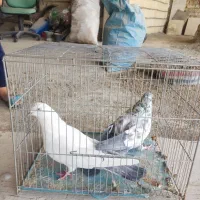 کبوتر عالی