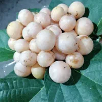 سپستون رسیده شیرین وباکیفیت