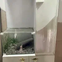 جاکفشی ایستاده
