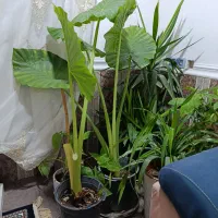 گل بابا آدم