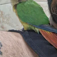 گرین‌چیک اهلی و رام