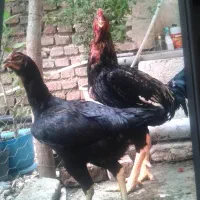 مرغ و خروس افغان