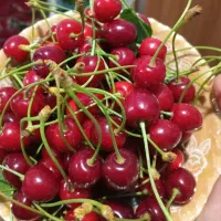 گیلاس تازه چیده شده
