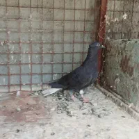 تندیس کبوتر شکار