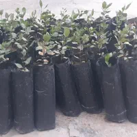 فروش نهال پسته قیمت  بیست وپنج هزار