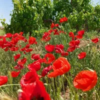 دنبال سرایداری ونگهبانی هستم و متاهلم