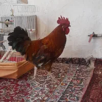 خروس  دورگه محلی