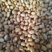 لوبیا چیتی ایرانی