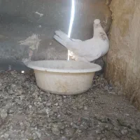 کفتر ماده