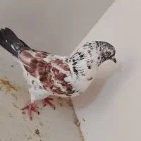 کفتر|پرنده|اردکان, |دیوار