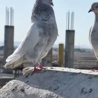 کبوتر رنگی نقش طوقی سینه ای الماسی سوسنی