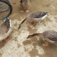 غاز ۴عدد یک جا ۷۵۰۰ت