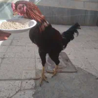 مرغ خروس لاری