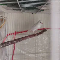 جفت قناری سفید