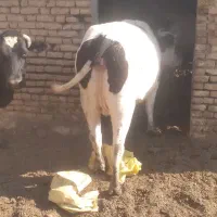 گاو کشتاری گوساله نر