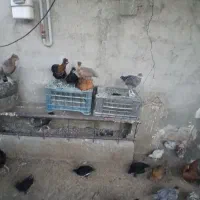 جوجه محلی