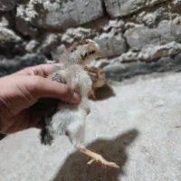 جوجه رسمی گلپایگانی ۱۵ روزه مرغو خروس
