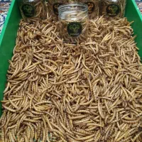 میلورم سوپر ورم زنده خشک