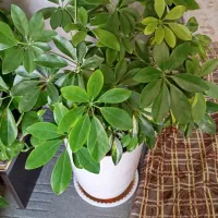 گل طبیعی پنجه ای