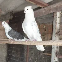 کفتر کبوتر  دهنخورده