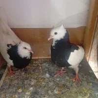 کبوتر