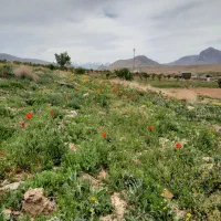 فروش ۵۷جریب زمین در روستای خیراباد
