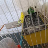مرغ عشق تخمی