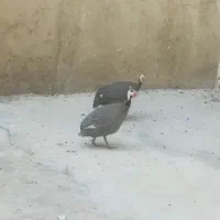 مرغ شاخدار