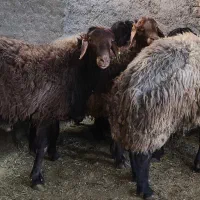 فروش بره نر