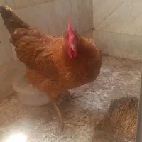 مرغ تخم گذار